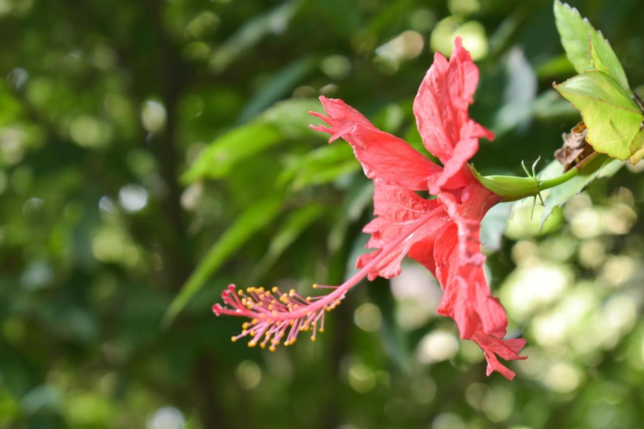 Passiflora Lodge Tambopata Puerto Maldonado Zewnętrze zdjęcie