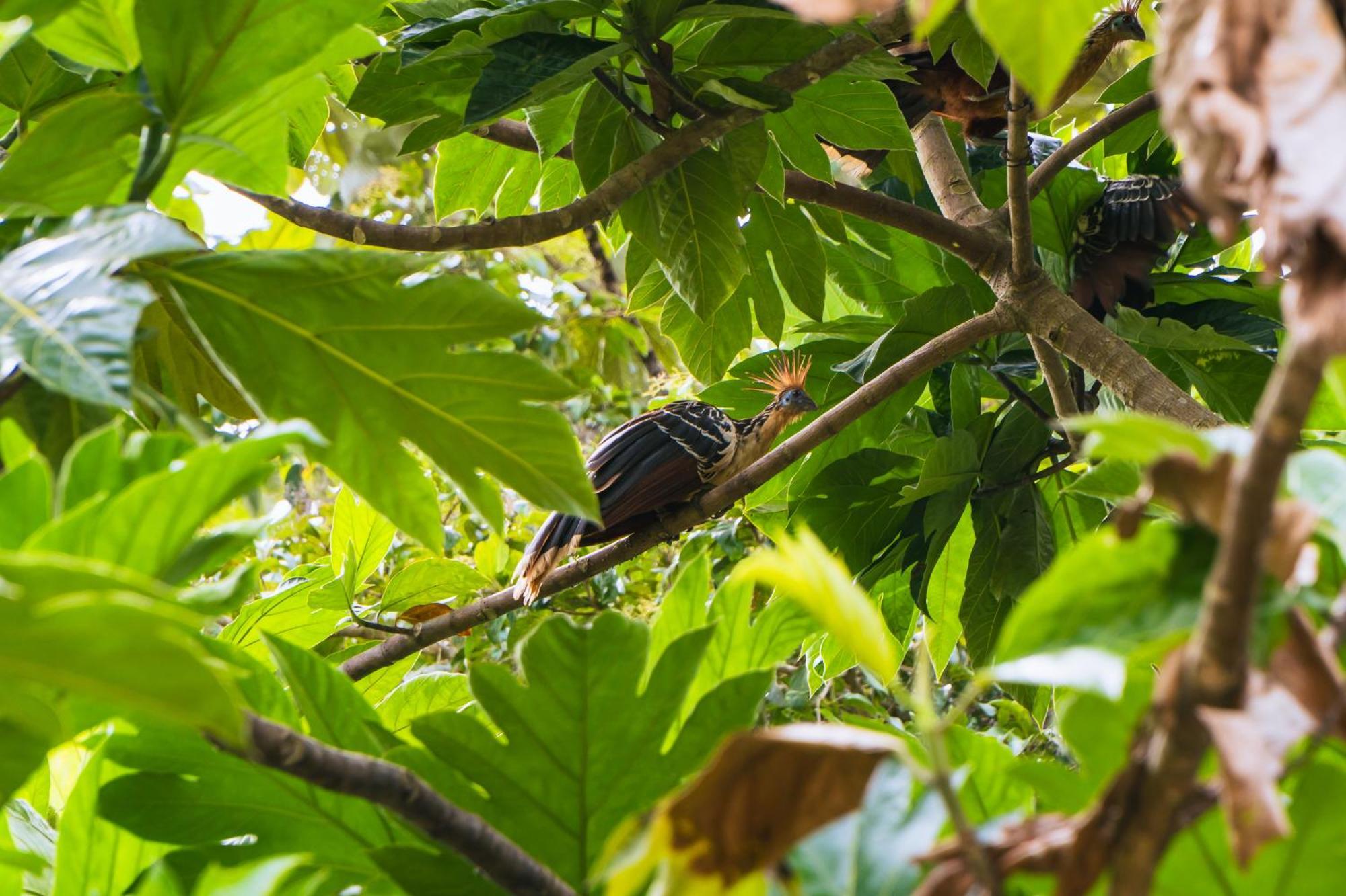 Passiflora Lodge Tambopata Puerto Maldonado Zewnętrze zdjęcie